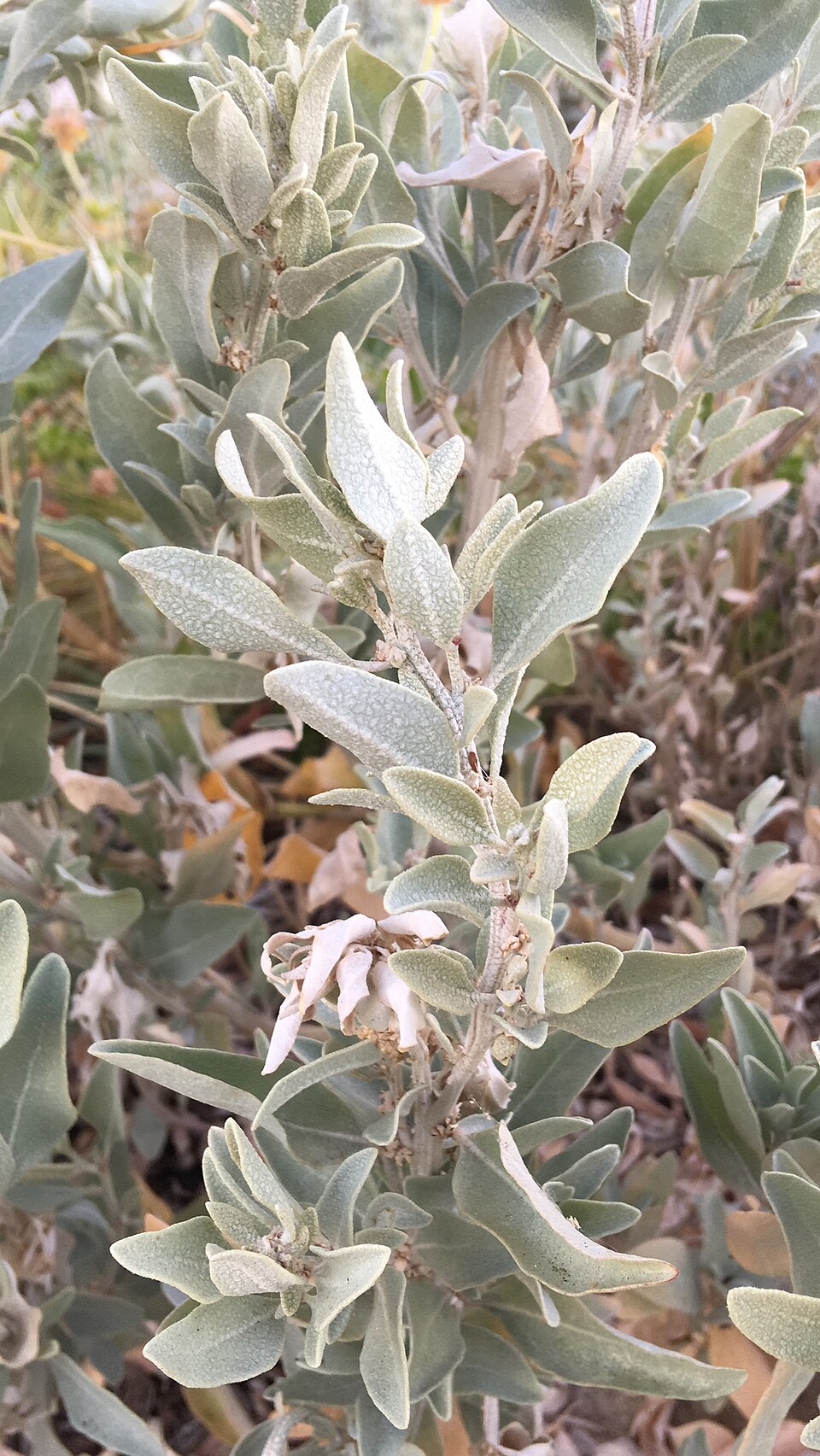 Atriplex cinerea (Grey Saltbush) (alternate view 8)