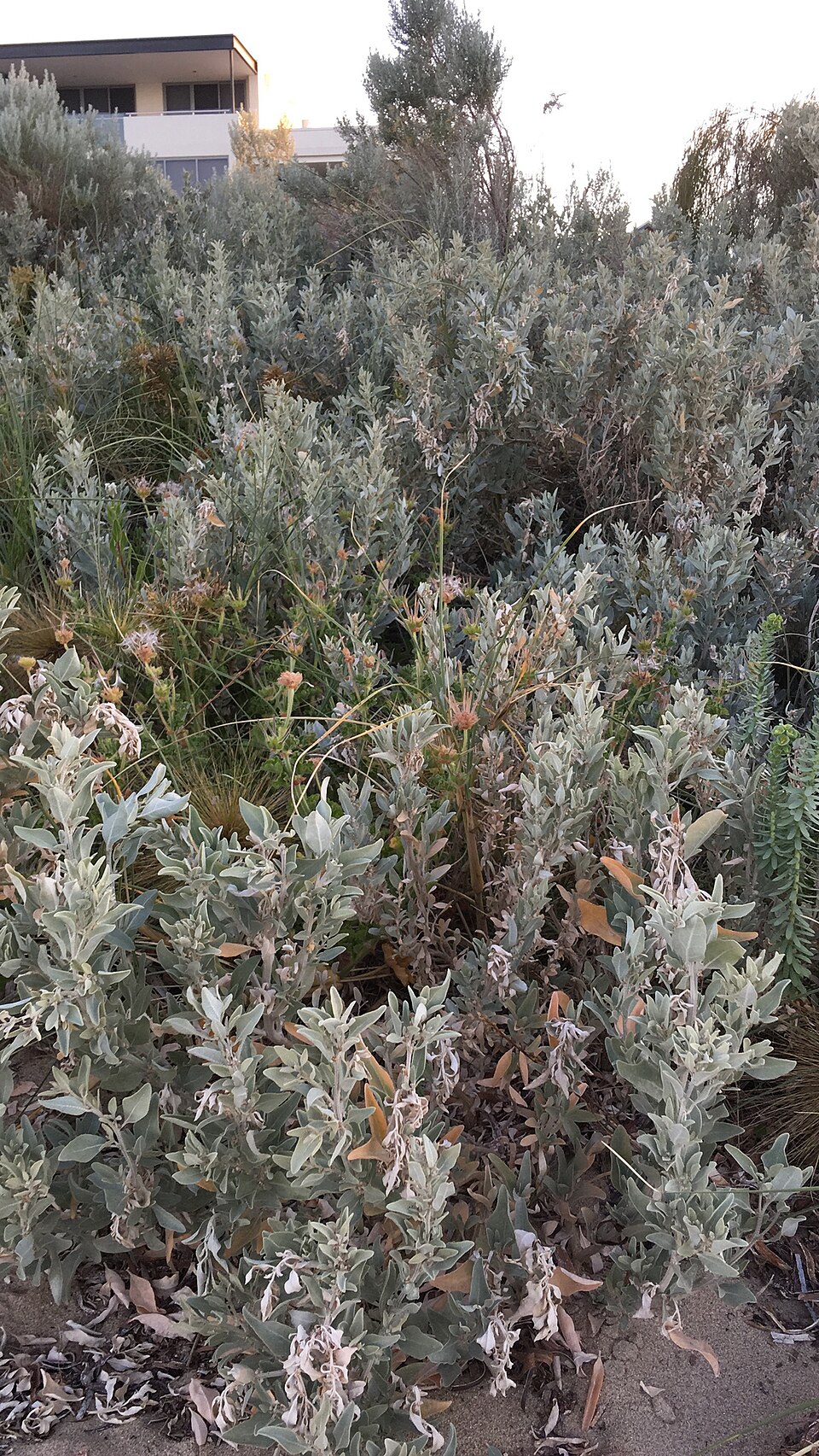 Atriplex cinerea (Grey Saltbush) (alternate view 9)