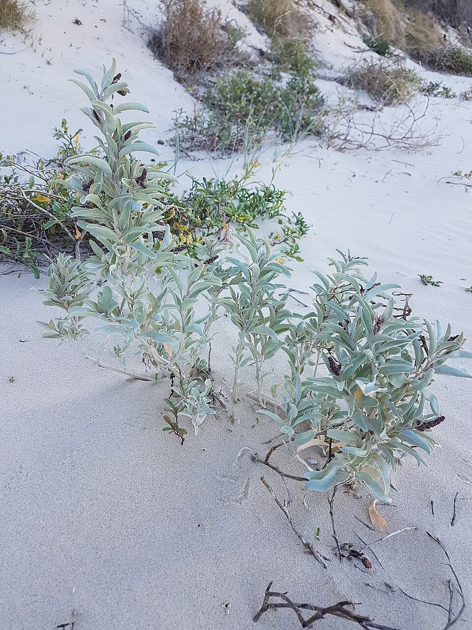 Atriplex cinerea (Grey Saltbush) (alternate view 10)