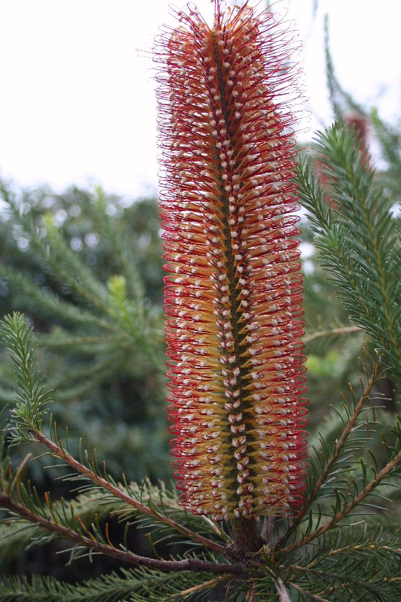 Banksia ericifolia (Heath-leaved banksia) (alternate view 2)