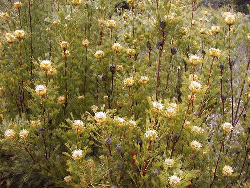 Isopogon anethifolius (Narrow-leaf Drumsticks)
