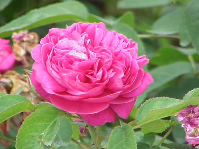 Rosa 'Rose de Rescht' (Rose de Rescht)
