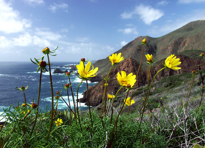 Encelia californica (California brittlebush)