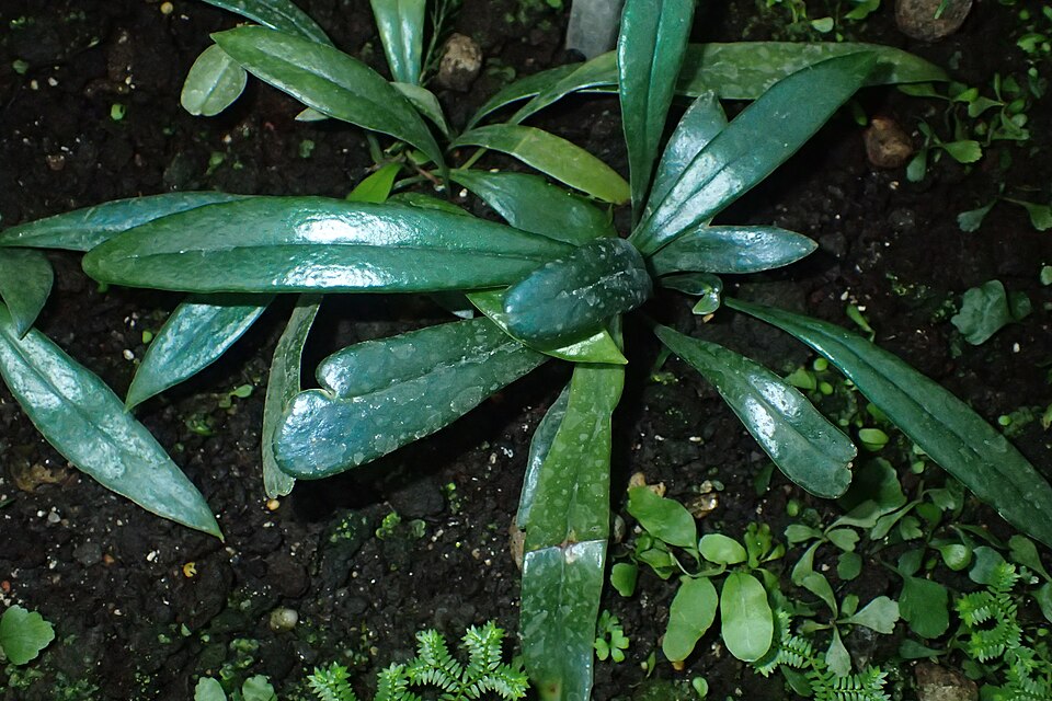 Microsorum thailandicum (Blue Oil Fern)
