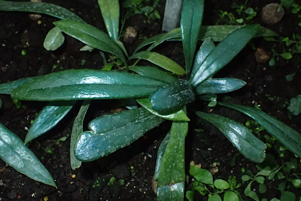 Microsorum thailandicum (Blue Oil Fern) (alternate view 2)