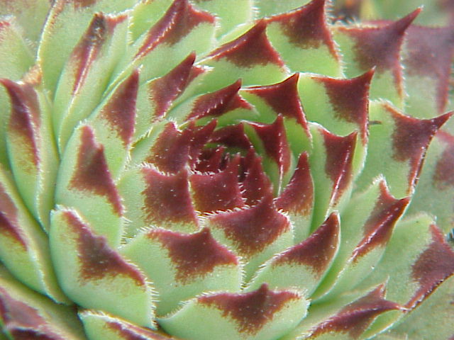 Sempervivum calcareum (alternate view 11)