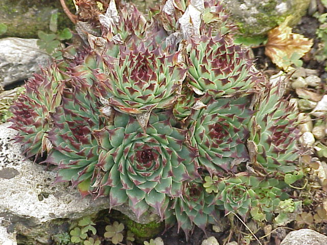 Sempervivum calcareum (alternate view 12)