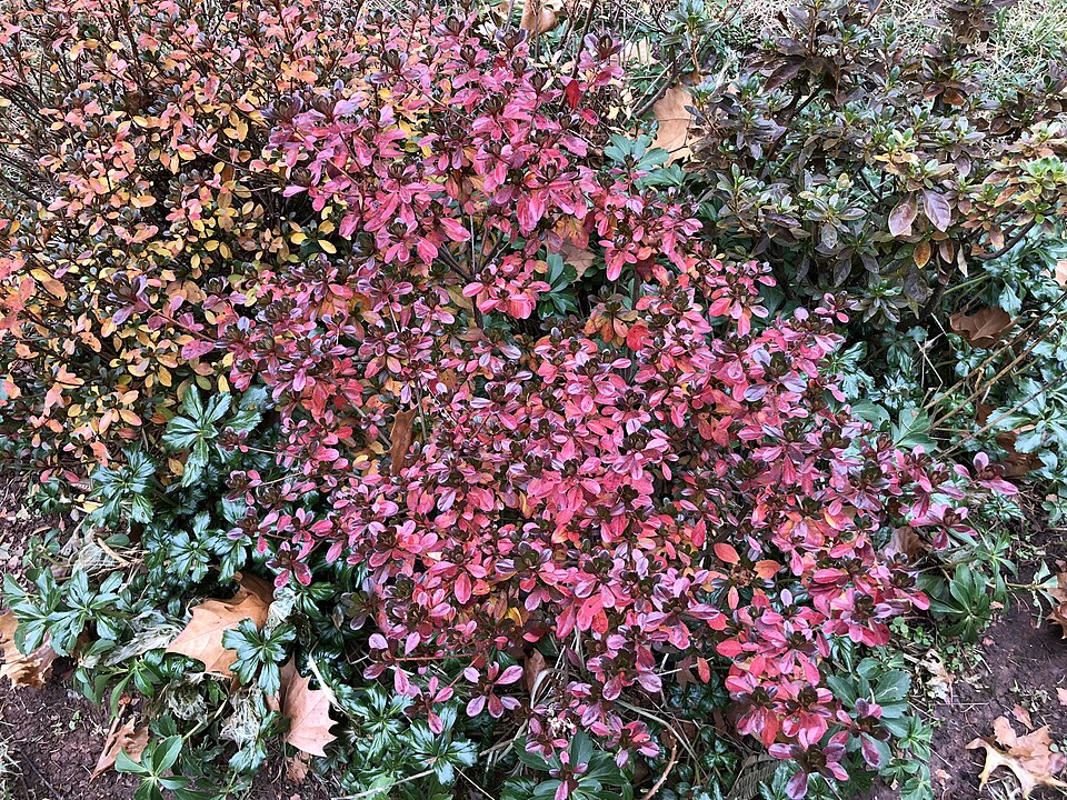 Rhododendron 'Hinode-giri' (Hinode-giri Azalea)