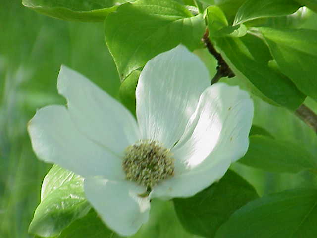 Cornus nuttallii (western dogwood, Pacific dogwood) (alternate view 6)
