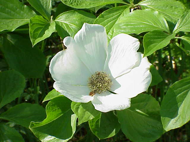 Cornus nuttallii (western dogwood, Pacific dogwood) (alternate view 7)