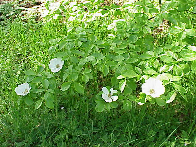 Cornus nuttallii (western dogwood, Pacific dogwood) (alternate view 8)