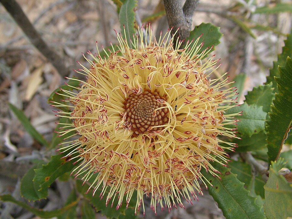 Banksia ornata (Desert Banksia) (alternate view 7)