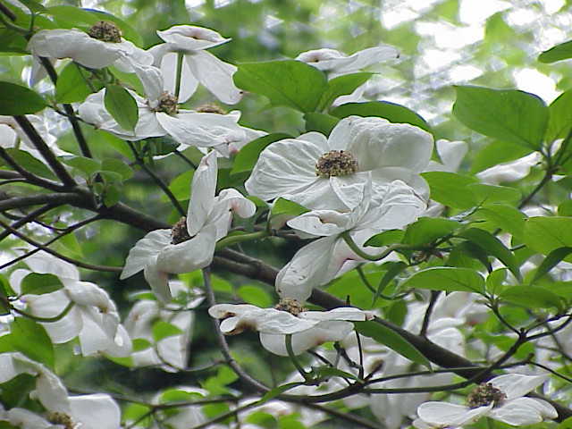 Cornus nuttallii (western dogwood, Pacific dogwood) (alternate view 9)