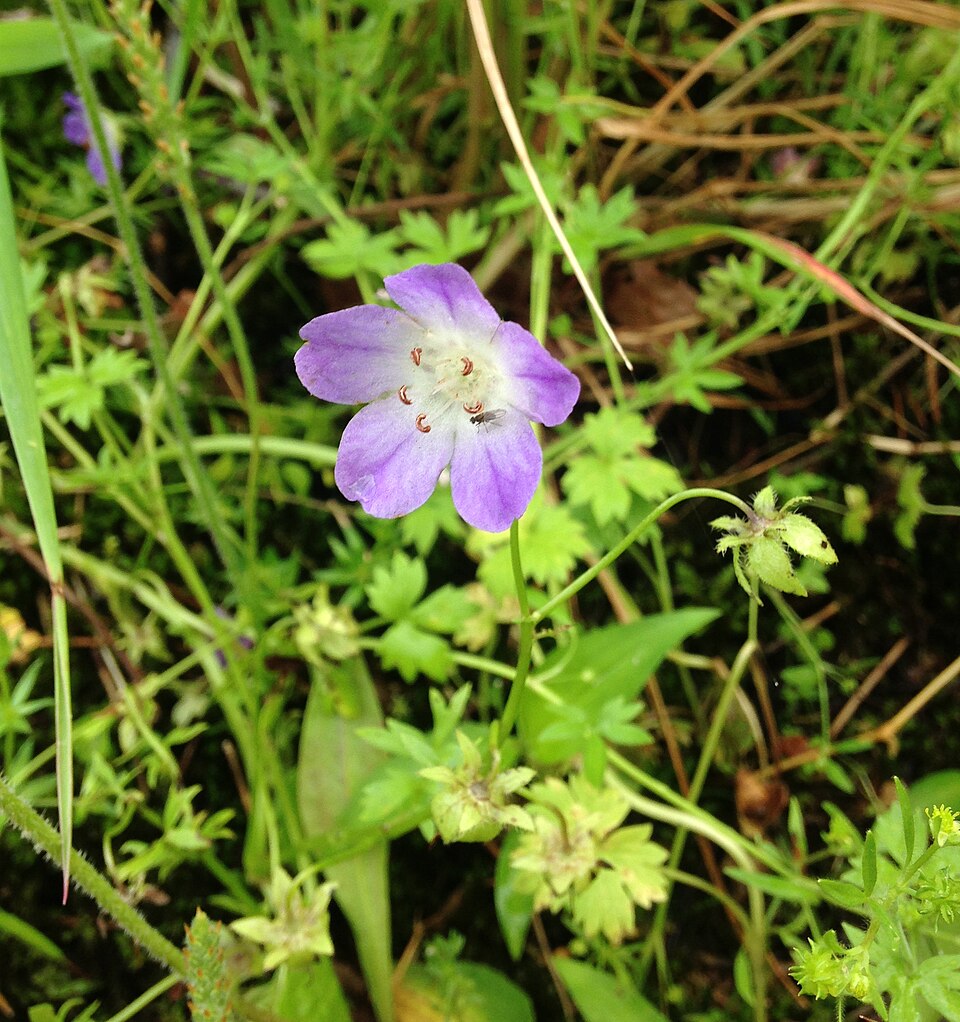 Nemophila phacelioides (Texas baby blue eyes) (alternate view 6)