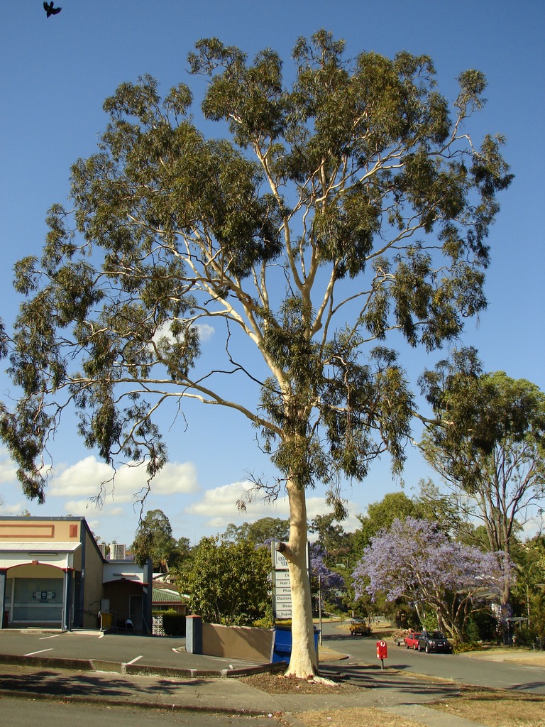 Corymbia citriodora (Lemon-scented gum) (alternate view 9)