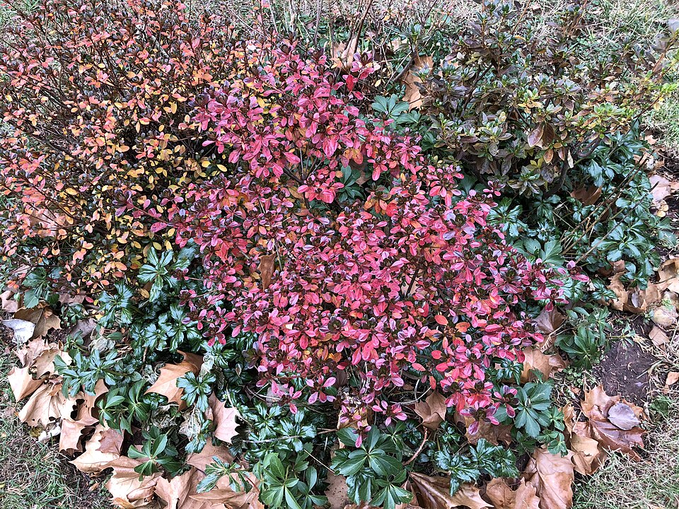 Rhododendron 'Hinode-giri' (Hinode-giri Azalea) (alternate view 2)