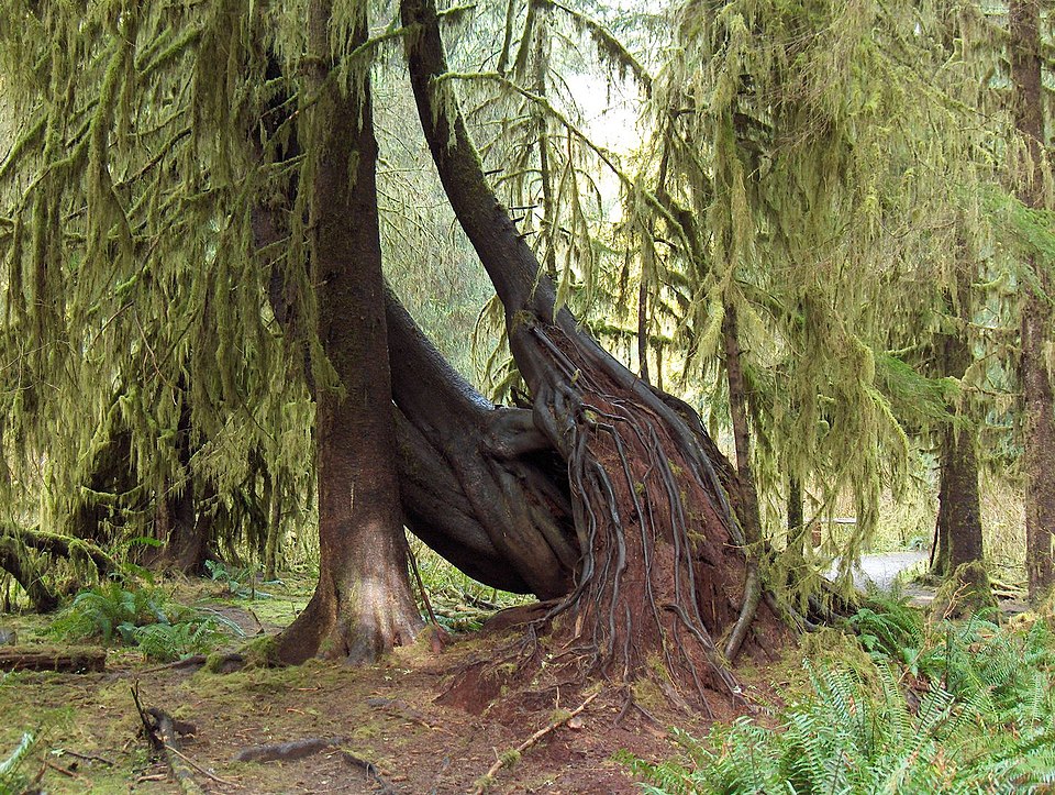 Tsuga heterophylla (western hemlock) (alternate view 6)