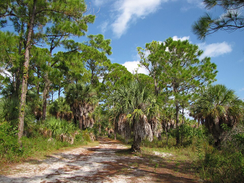 Pinus elliottii (slash pine) (alternate view 9)