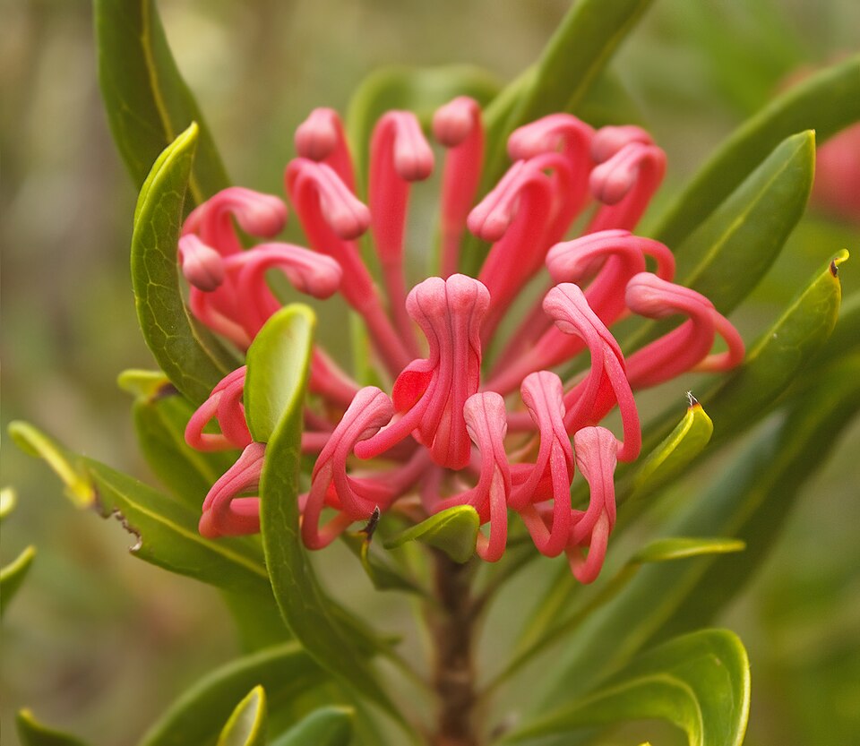 Telopea truncata (Tasmanian Waratah) (alternate view 3)