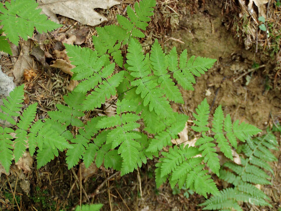 Gymnocarpium dryopteris (Northern Oak Fern) (alternate view 10)