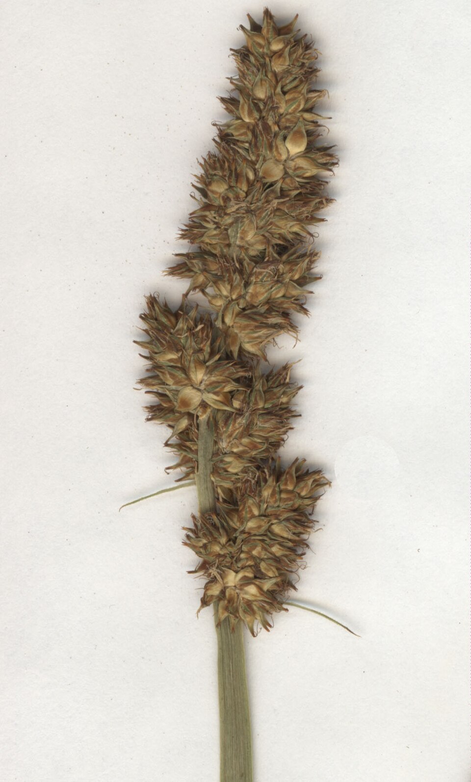 Carex otrubae (False Fox-sedge)