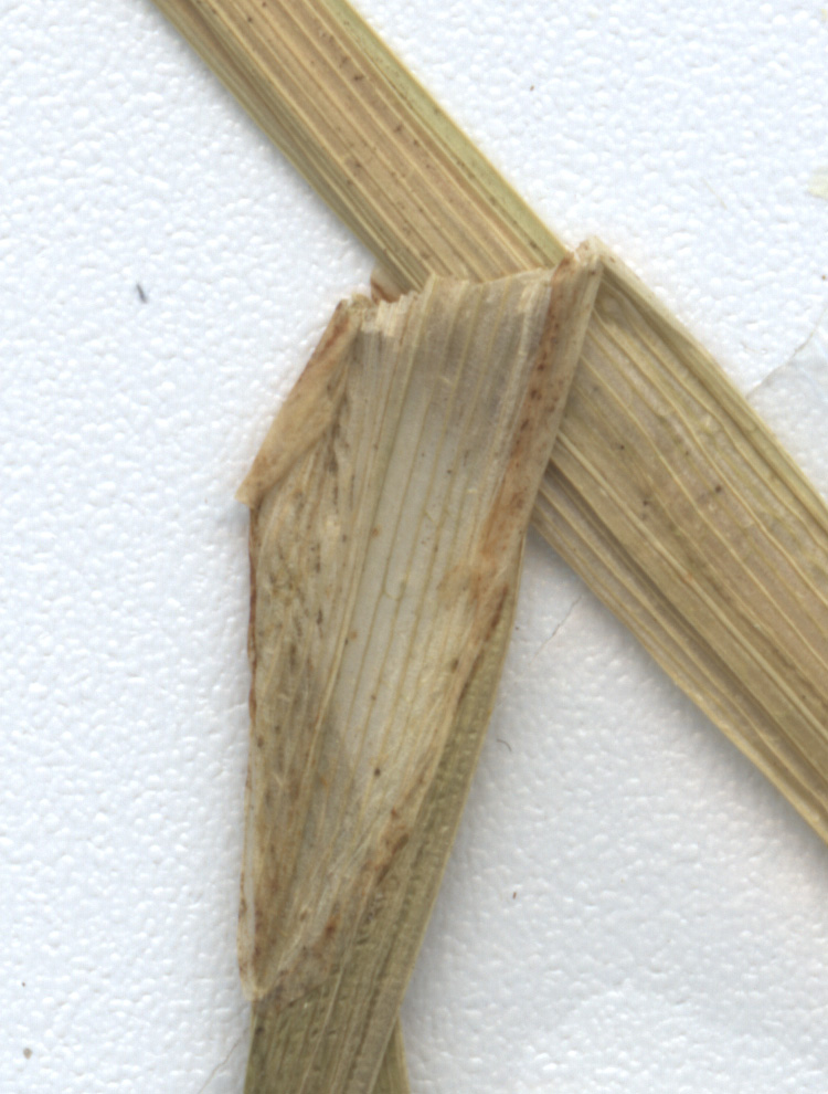 Carex otrubae (False Fox-sedge)