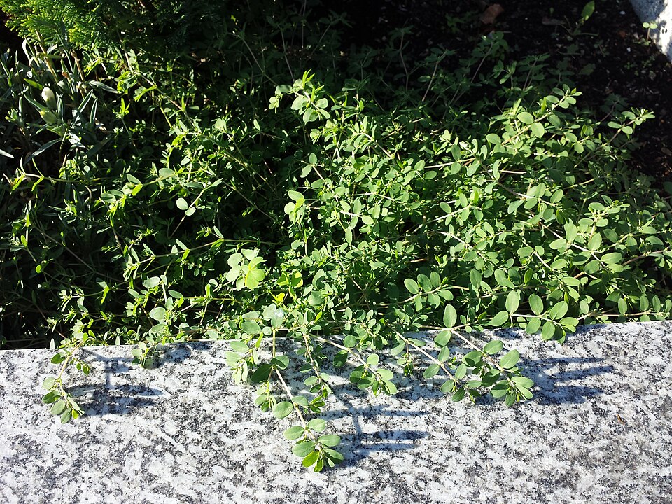 Euphorbia prostrata (prostrate sandmat) (alternate view 2)
