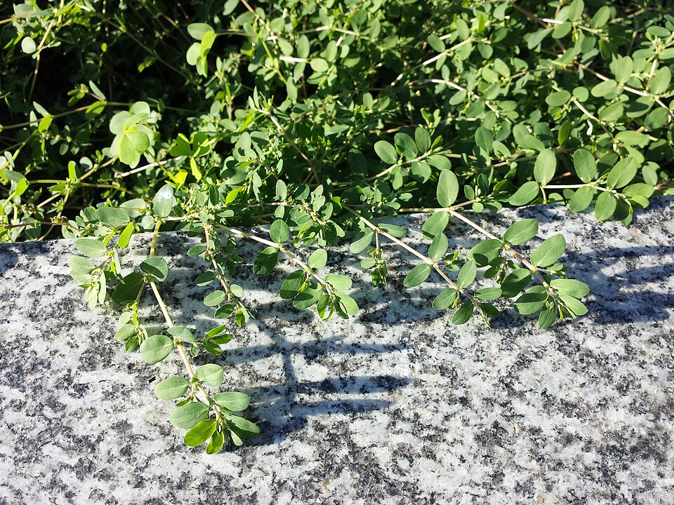 Euphorbia prostrata (prostrate sandmat) (alternate view 3)