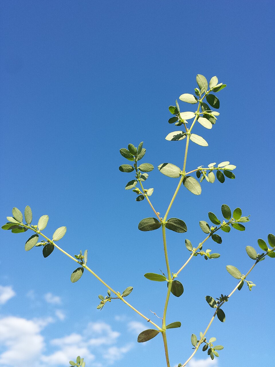 Euphorbia prostrata (prostrate sandmat) (alternate view 5)