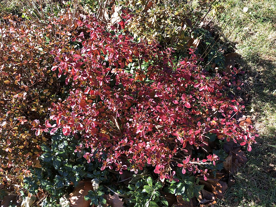 Rhododendron 'Hinode-giri' (Hinode-giri Azalea) (alternate view 3)
