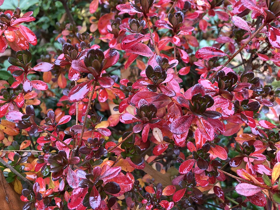 Rhododendron 'Hinode-giri' (Hinode-giri Azalea) (alternate view 4)