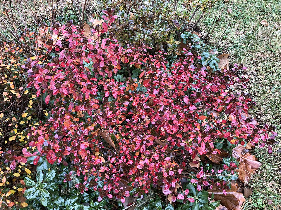 Rhododendron 'Hinode-giri' (Hinode-giri Azalea) (alternate view 5)