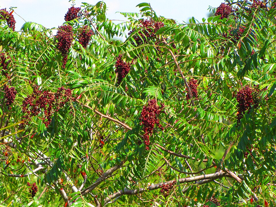 Rhus copallinum (shining sumac)