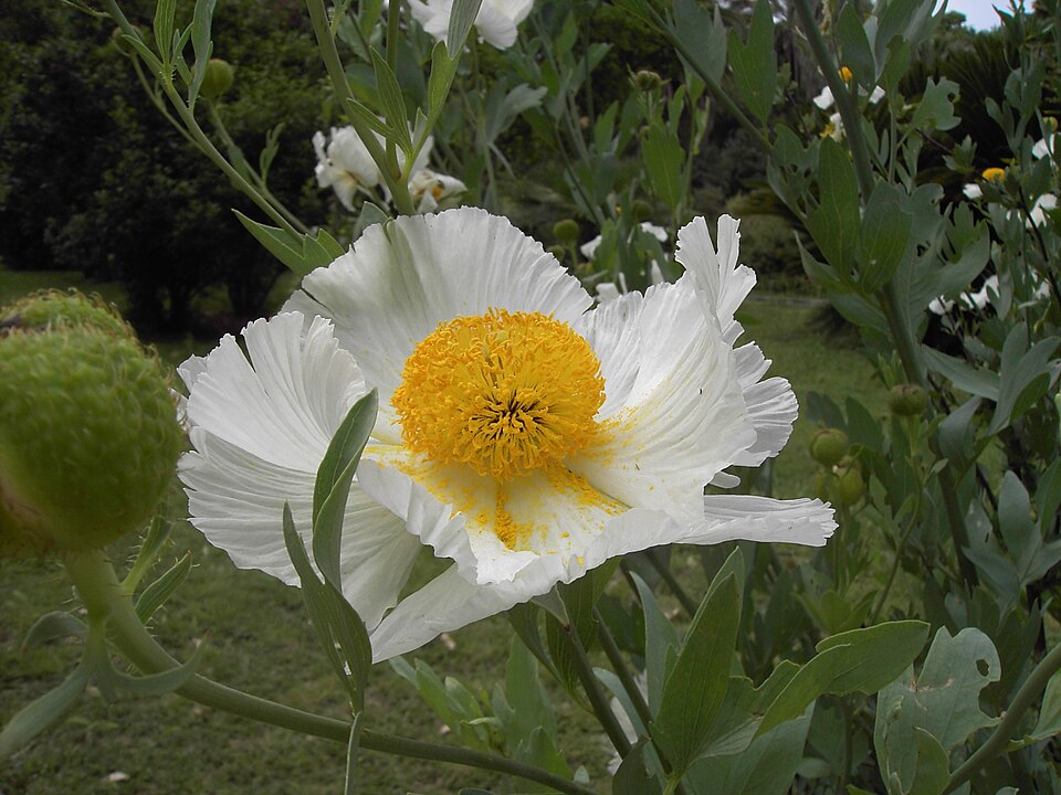 Romneya coulteri (Matilija poppy) (alternate view 9)