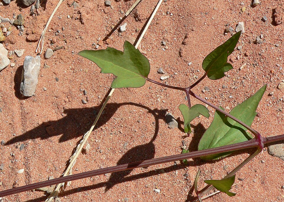 Clematis ligusticifolia (Western White Clematis) (alternate view 8)