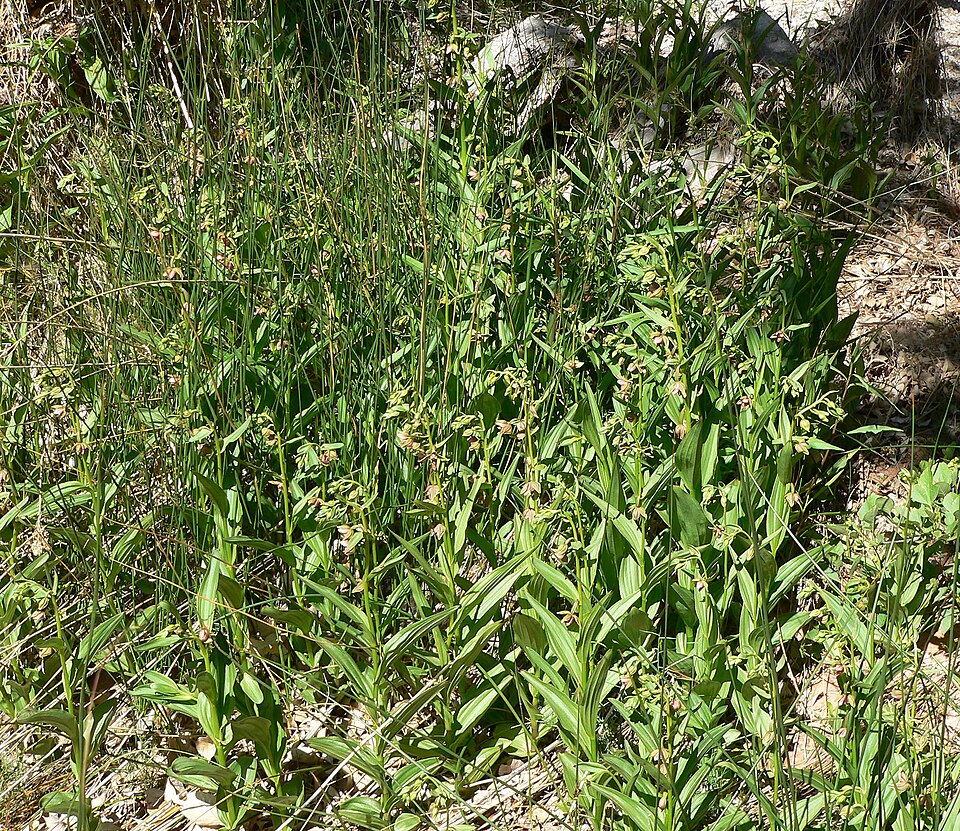 Epipactis gigantea (Stream Orchid) (alternate view 10)