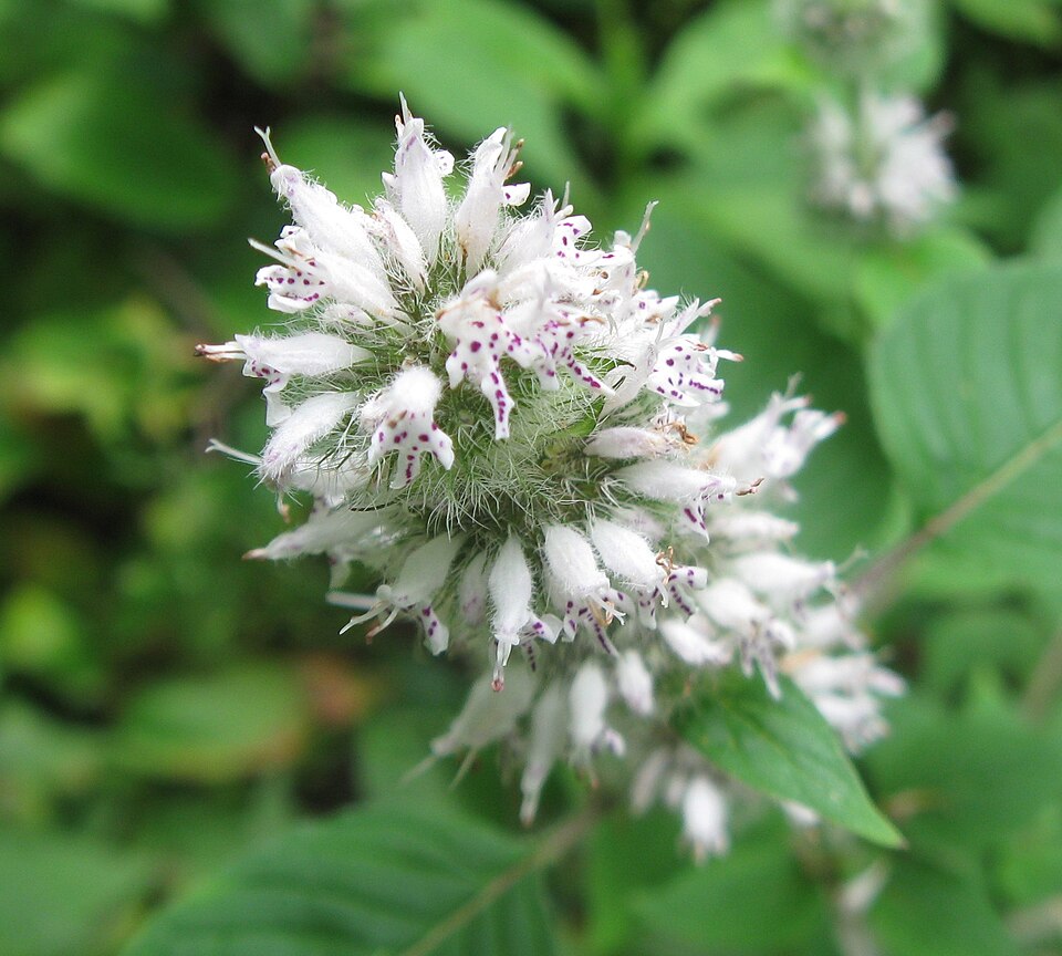 Blephilia hirsuta (Hairy Wood Mint) (alternate view 6)