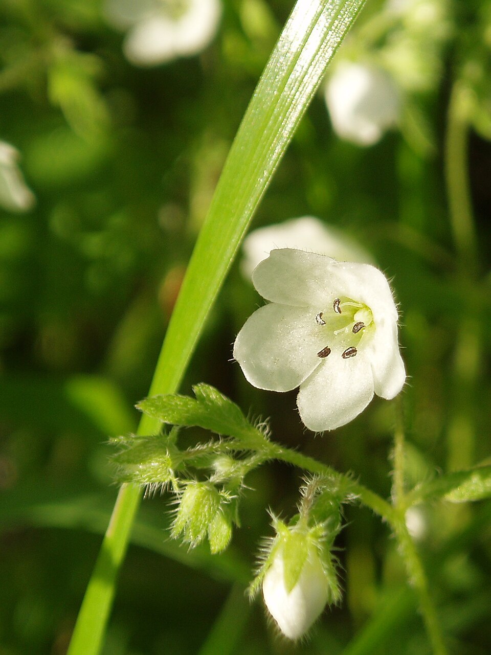 Nemophila heterophylla (White nemophila) (alternate view 6)