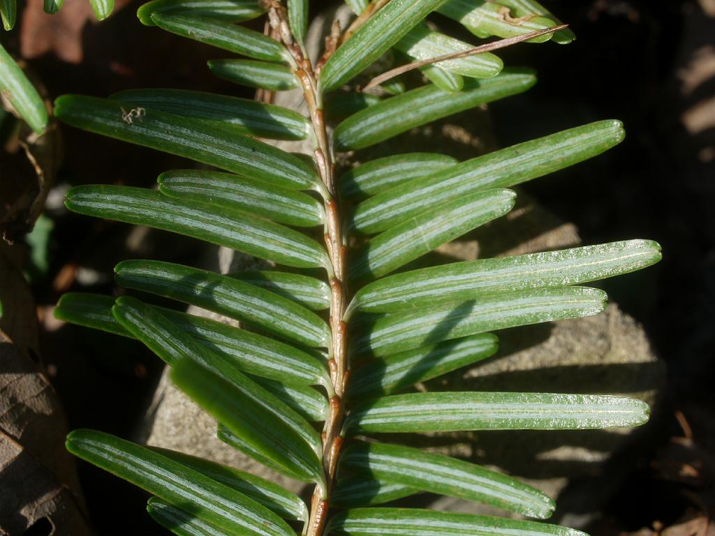 Tsuga sieboldii, Southern Japanese hemlock — upright evergreen (Pinaceae) (image 1 of 10)