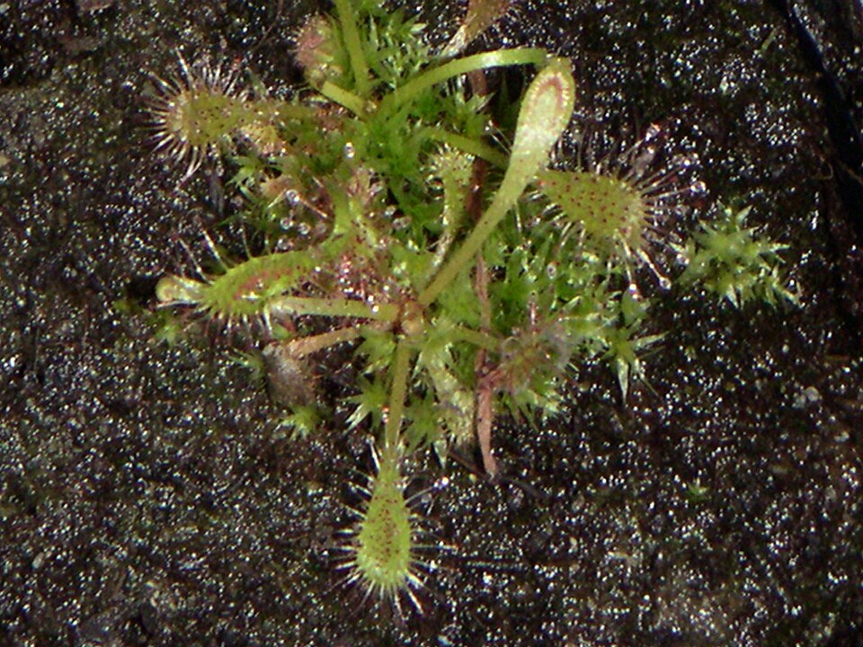 Drosera intermedia (spoonleaf sundew)