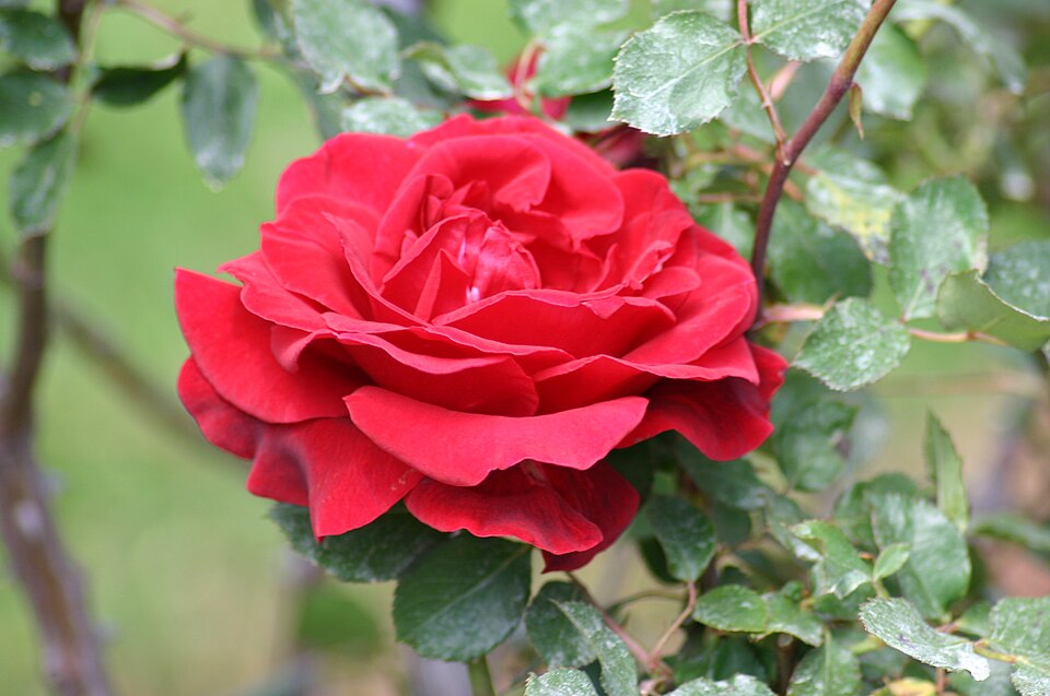 Rosa 'Don Juan' (Don Juan Rose) (alternate view 4)