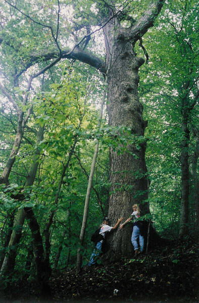 Quercus muehlenbergii (chinkapin oak) (alternate view 2)
