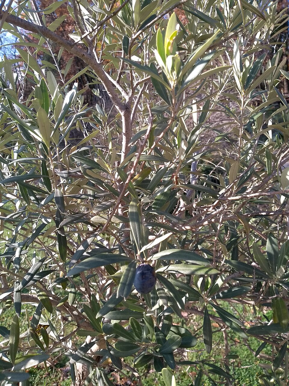 Elaeagnus angustifolia (Russian olive) (alternate view 5)