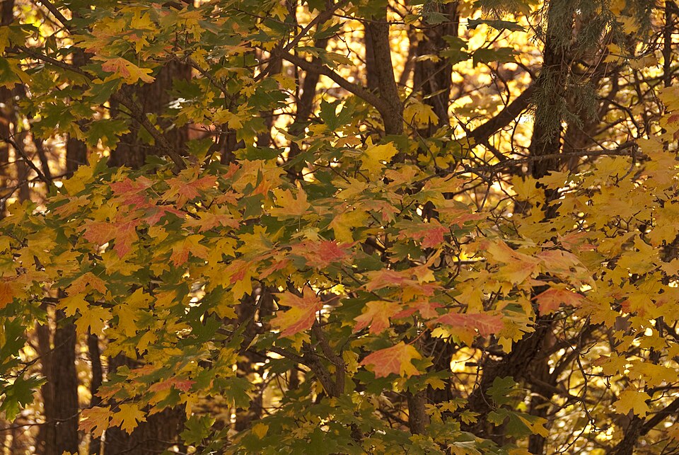 Acer grandidentatum (bigtooth maple) (alternate view 9)