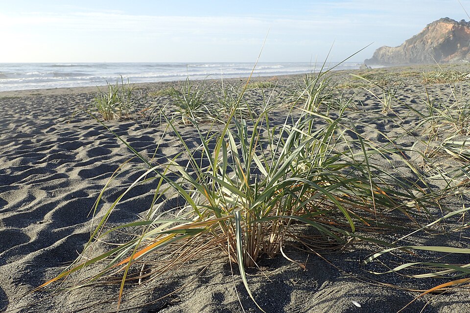 Leymus mollis (Dune Grass) (alternate view 9)
