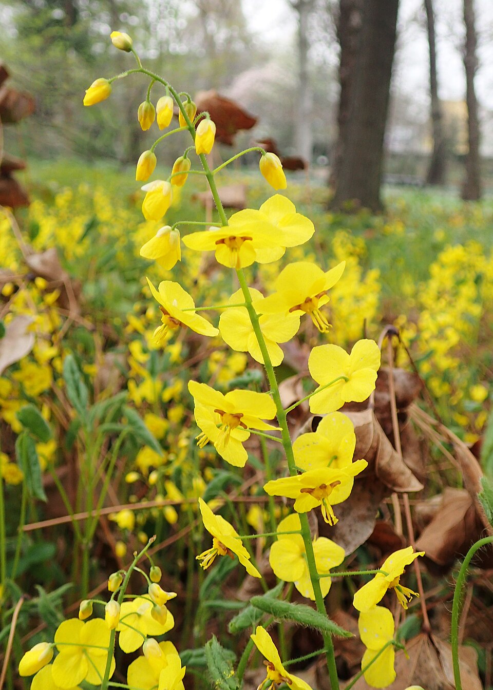 Epimedium pinnatum ssp. colchicum (epimedium-pinnatum-ssp-colchicum) (alternate view 9)