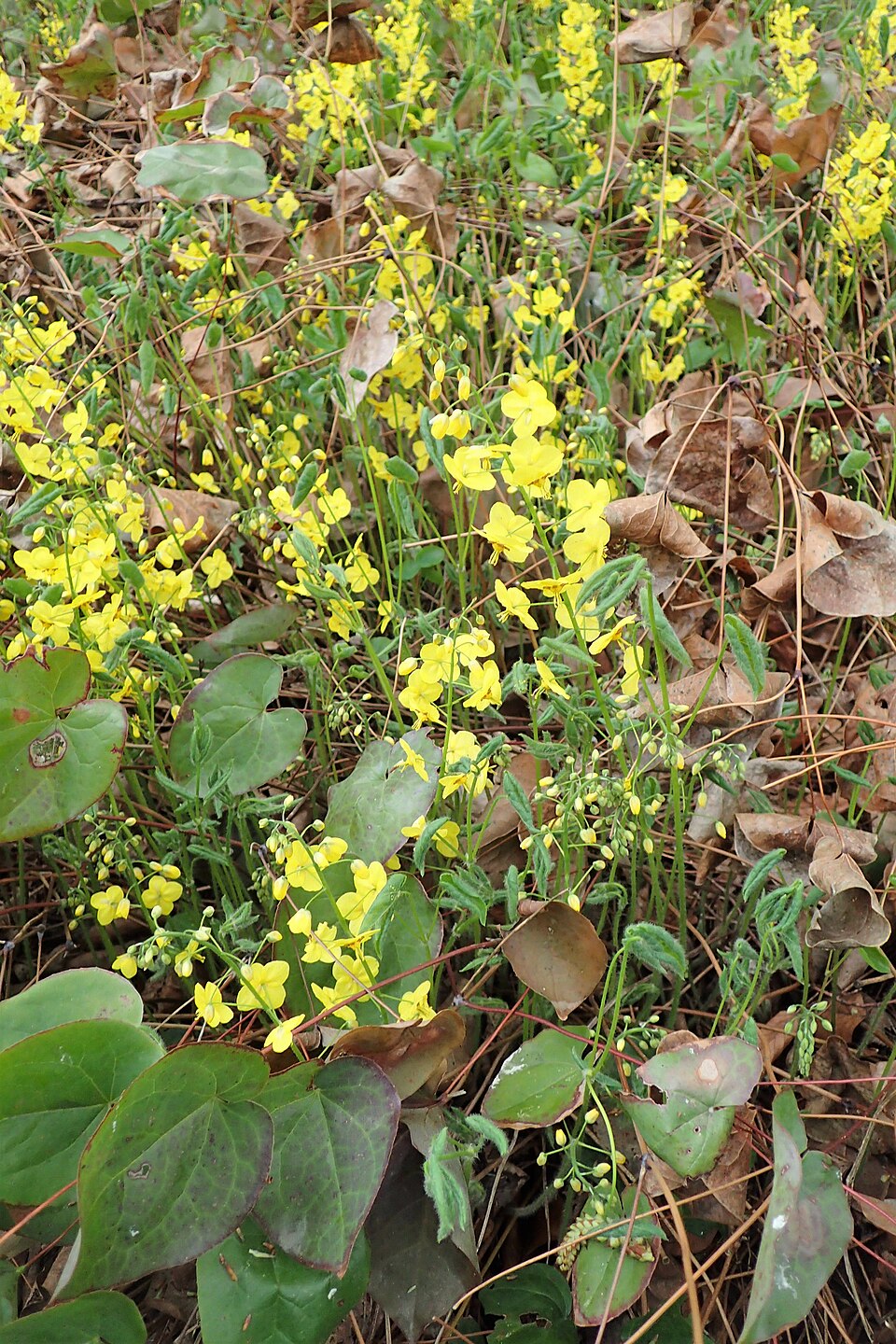 Epimedium pinnatum ssp. colchicum (epimedium-pinnatum-ssp-colchicum) (alternate view 10)