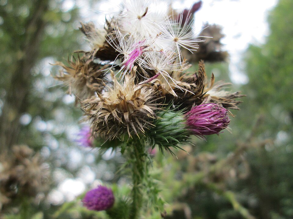 Carduus crispus (Welted Thistle)