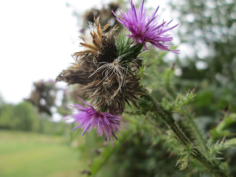 Carduus crispus (Welted Thistle)