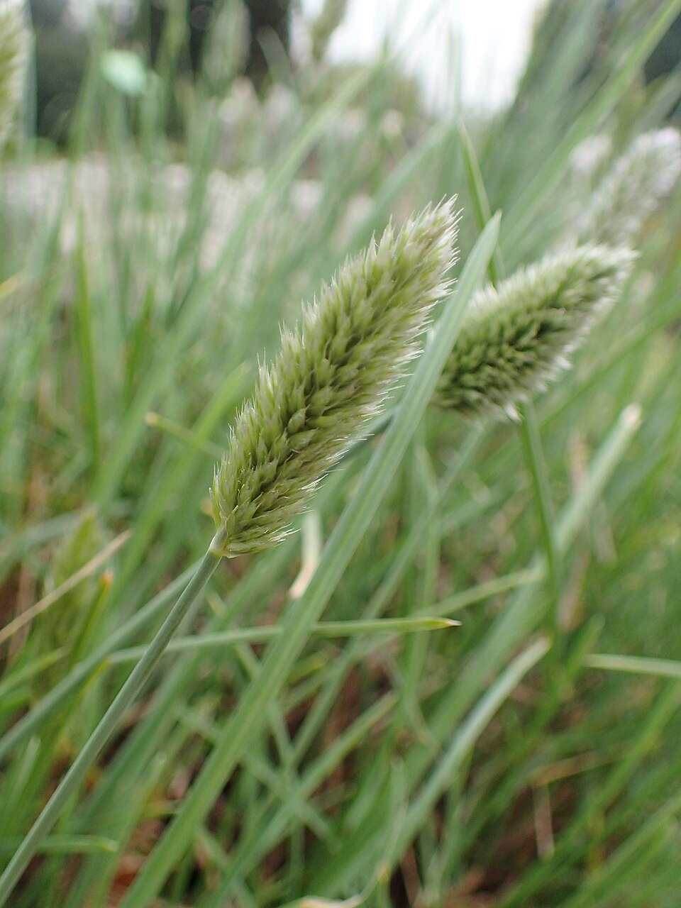 Sesleria nitida (alternate view 7)